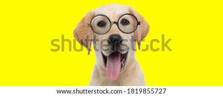 happy labrador retriever dog  wearing glasses, panting and sticking out tongue on yellow background
