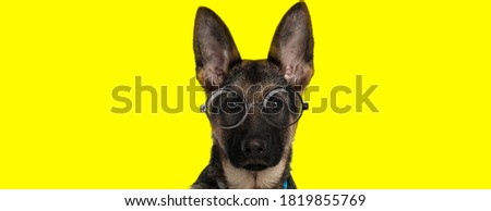 adorable german shepherd dog wearing glasses and collar on yellow background