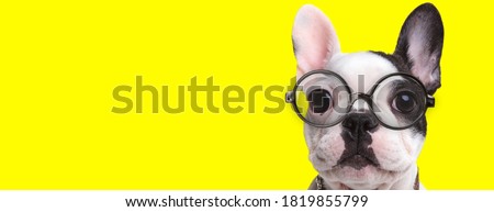 adorable frenchie dog wearing glasses and collar on yellow background