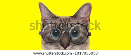 adorable cat with big eyes wearing glasses on yellow background