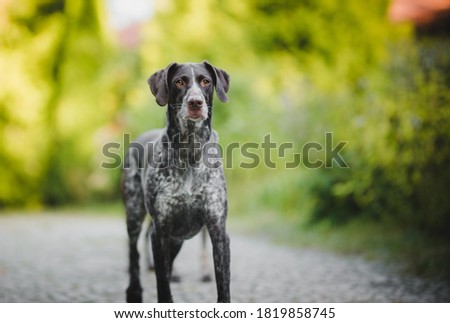 German pointer portrait on a sunnyy weather  Royalty-Free Stock Photo #1819858745