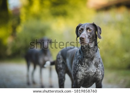 German pointer portrait on a sunnyy weather  Royalty-Free Stock Photo #1819858760