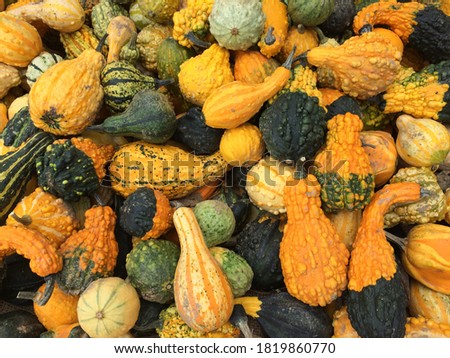 Fall display of gourds and pumpkins