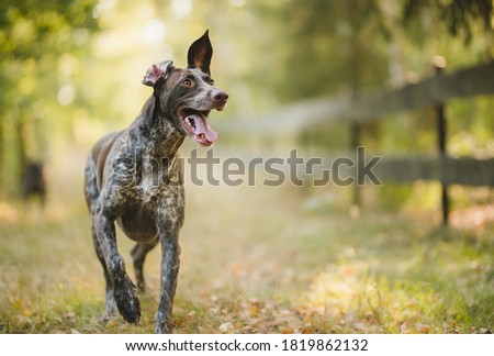 happy german pointer running  on a sunny day