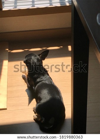 My dog is enjoying the sun while looking out the window