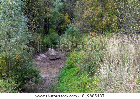 ravine in the autumn forest .natural background with plants