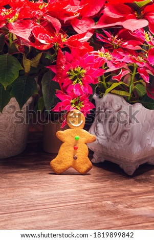 Gingerbread cookie with poinsettia plant on christmas set. Christmas 2020. Christmas Time. Ginger and poinsettia plant.