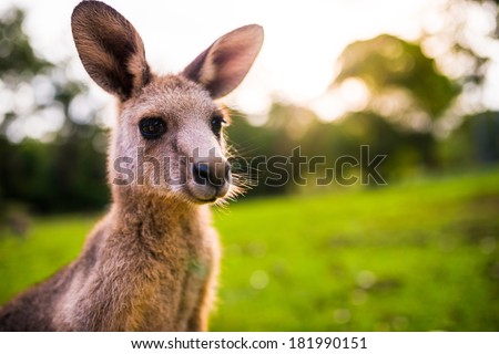 Young Kangaroo on east coast of Australia. Close up of head and face. Photographed in the wild