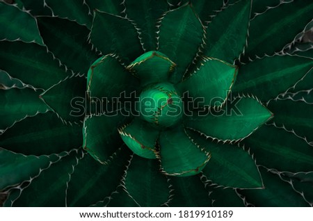Top view of Dark green leaves. Agave univittata, the thorn-crested century plant or thorn-crested agave. Abstract natural green leaf wallpaper pattern texture background. Flat lay, Nature concept.