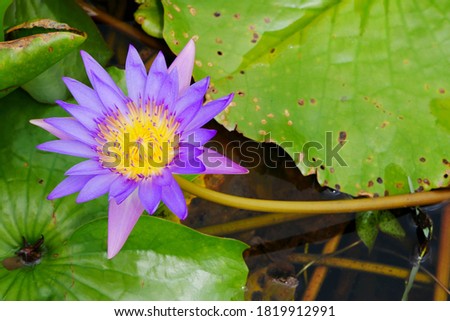 beautiful purple lotus flower or waterlily in pond