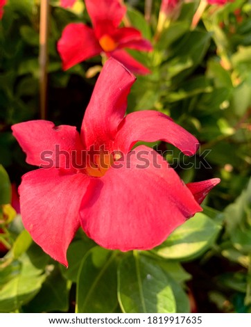 Close up pictures of hot pink flowers in full bloom facing the sunlight