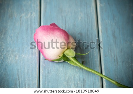 Rose flower studio shot, simple image