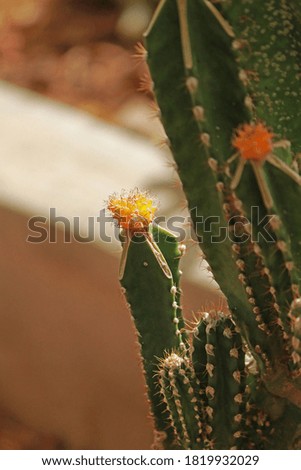 Detail of Cactus in the farm