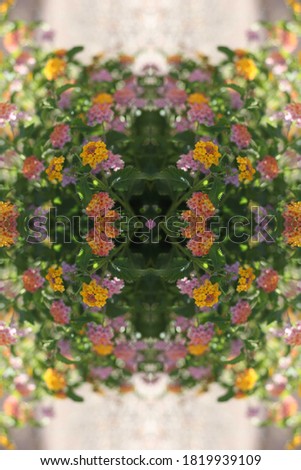 a lantana bush abstract with pink purple yellow orand and white flowers 6802