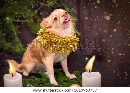 New Year. Chihuahua puppy sits on spruce twigs, and licks, two white candles are lit. Selective trick