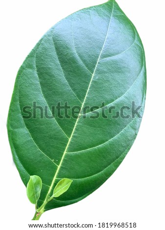 Jackfruit leaves are single alternating and oval leaves on a white background. no focus