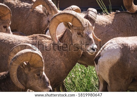 A group of bighorn sheep, or rams, forage for food along the side of the road