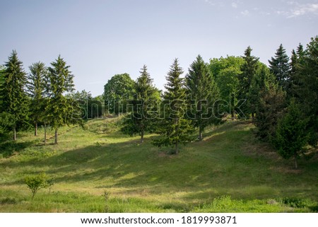 Rural landscape in small village with tall pine trees and green hiking path. 