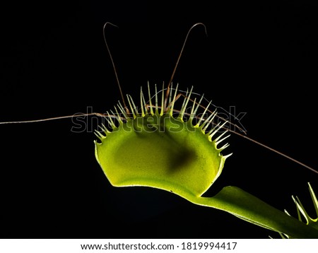 backlit side view of a green venus flytrap carnivorous plant (Dionaea muscipula) that has captured a harvestman or daddy longlegs (Opilione)