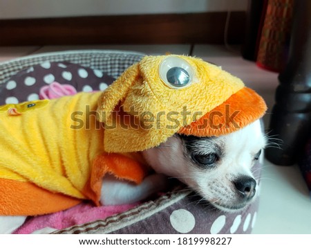Chihuahua dog wear yellow shirt sleep in the dog bed.