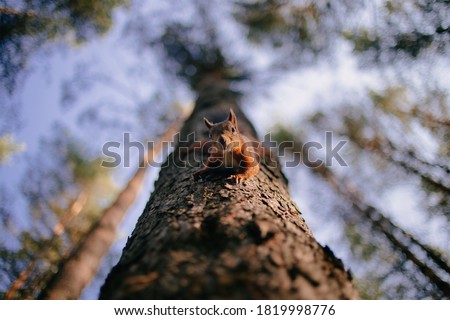 Cute curious squirrel climbing down the pine tree trunk and looking at the camera as if smiling slightly. View from below, selective focus with blurred branches in the background.