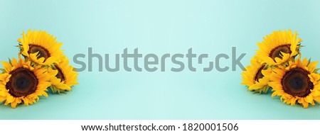 Top view image of sunflowers over blue pastel background