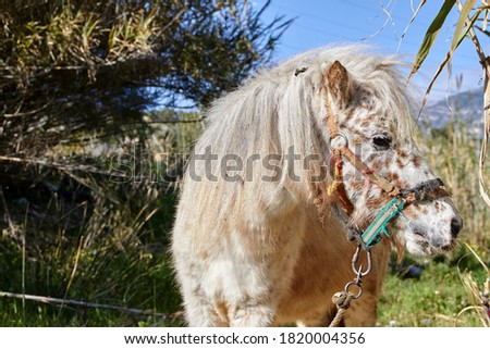Skewbald pony in the mountains of Nerja, Spain