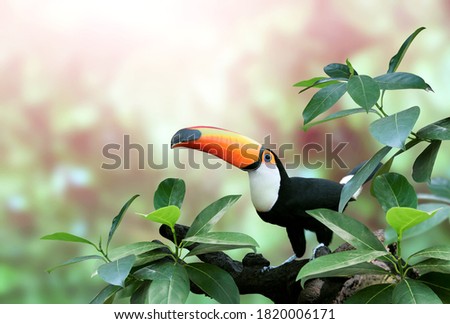 Beautiful colorful toucan bird (Ramphastidae) on a branch in a rainforest. On blurred background of green color. Copy space for text