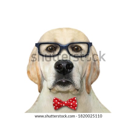 A dog professor in a red bow tie and glasses. White background. Isolated.