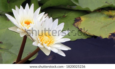 The beautiful and elegant multi colors of lotus flower.