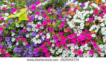 Beautiful mixed flash flowers background in spring season.
