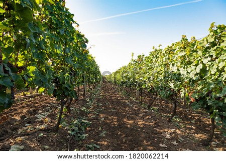 Beautiful picture of vineyards of Ciumbrud, Romania