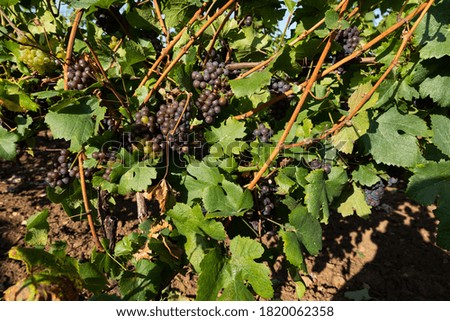 Beautiful picture of vineyards of Ciumbrud, Romania