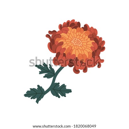 Romantic orange and red chrysanthemum realistic vector illustration. Elegant blossom flower with stem and leaves isolated on white background. Blooming garden plant with bud and petals