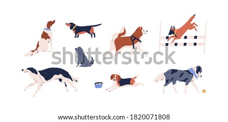 Set of different dog vector flat illustration. Collection of various doggy playing, walking, sitting and performing tricks isolated on white background. Domestic animals or pets enjoying activity
