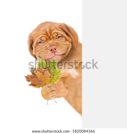 Smiling puppy holds dry colorful leaves behind empty white banner. isolated on white background