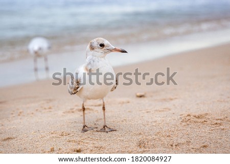 A baby gull looks at the camera , turning .