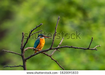 common kingfisher or Alcedo atthis is a small colorful bird sitting on perch with natural green background at keoladeo ghana national park or bharatpur bird sanctuary rajasthan india Royalty-Free Stock Photo #1820091833