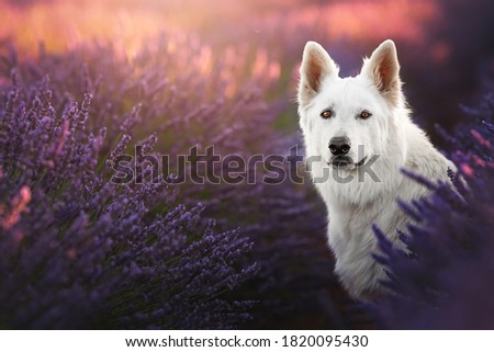 Dogs in Valensole in the lavenders 