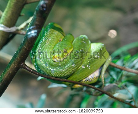 emerald tree boa or simply emerald tree boa Corallus caninus rolled up on branch. High quality photo