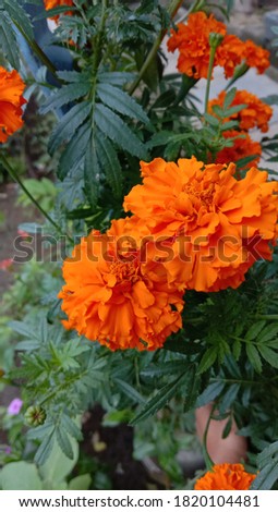 Beautiful marigold flower images from garden