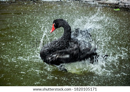 Black Swan on the lake. Water splashes from a Swan. Wild bird. Background for Wallpaper.