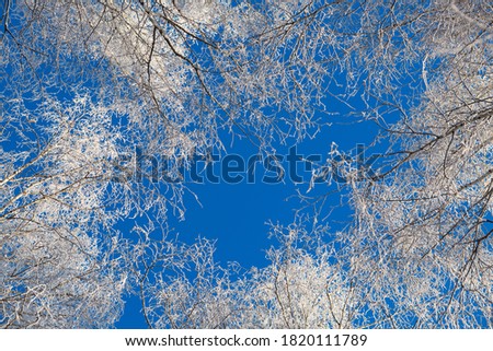 Winter forest with trees covered in snow and frost.