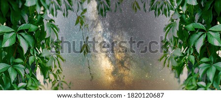 Green leaves and starry sky, beautiful nature