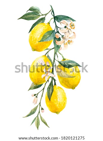 Beautiful image with watercolor yellow lemon fruits, leaves and flowers. Stock illustrations,.