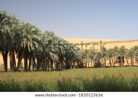 Liwa Oasis in the Abu Dhabi Desert