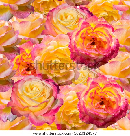 Seamless pattern with  flowers of roses. Yellow and pink roses 