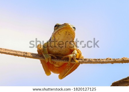 green frog clinging to the branch