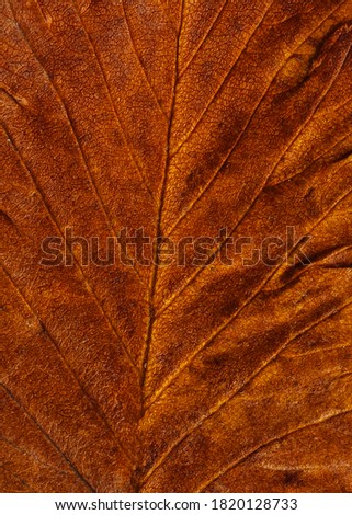 Brown textured surface of a dry leaf. Macro. Close-up.