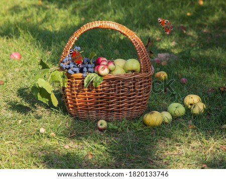 Outdoor still life  with fruits basket 